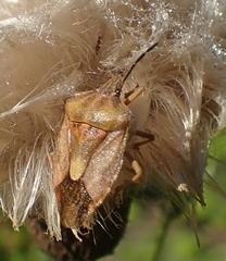 Carpocoris purpureipennis