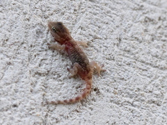 Tarentola mauritanica