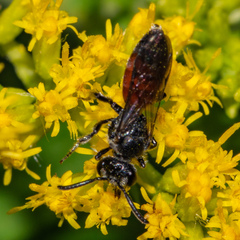 Sphecodes davisii