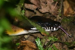 Leiopython albertisii