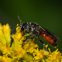 Sphecodes davisii