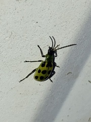 Diabrotica undecimpunctata