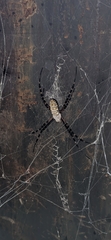 Argiope trifasciata