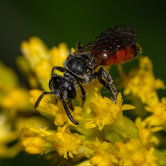 Sphecodes davisii