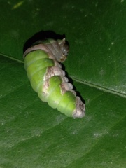 Papilioninae
