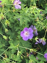 Geranium pratense