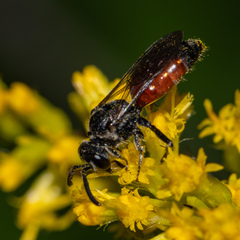 Sphecodes davisii