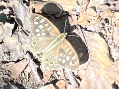 Pararge aegeria