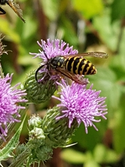 Vespula alascensis