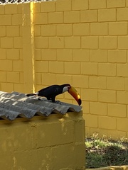 Ramphastos toco