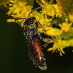 Sphecodes davisii