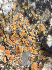 Xanthocarpia feracissima