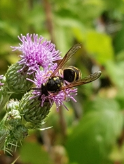 Vespula alascensis