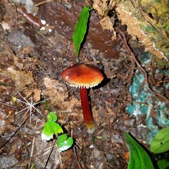 Hygrocybe
