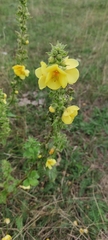 Verbascum phlomoides