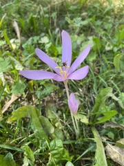 Colchicum