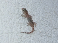 Tarentola mauritanica