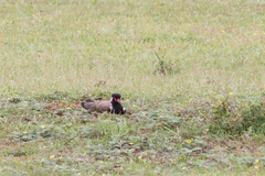 Vanellus indicus