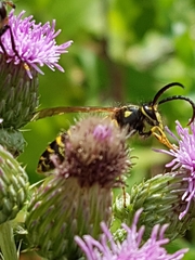 Vespula alascensis