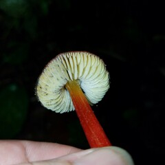 Hygrocybe