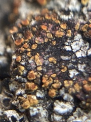 Candelariella aurella