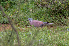 Streptopelia tranquebarica
