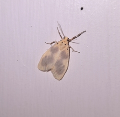 Miltochrista undulata