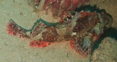 Scorpaenopsis oxycephalus