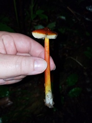Hygrocybe