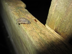 Cryptamorpha desjardinsi