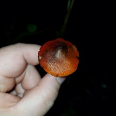 Hygrocybe