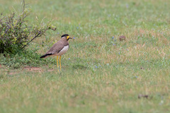 Vanellus malabaricus