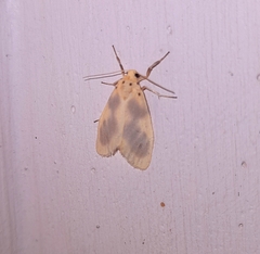 Miltochrista undulata