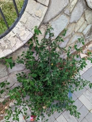 Chenopodium album