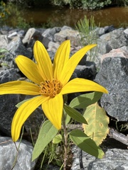 Helianthus annuus