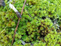 Syntrichia