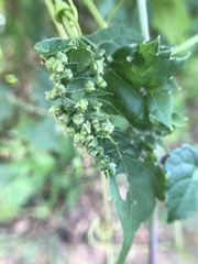 Daktulosphaira vitifoliae