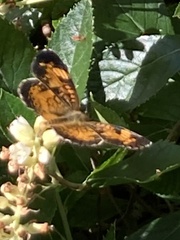 Phyciodes cocyta