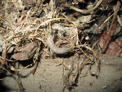 Noctuidae