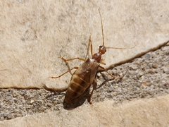 Vesperus luridus