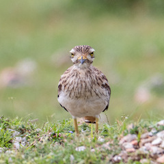 Burhinus indicus