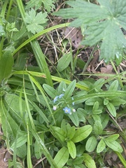Myosotis scorpioides