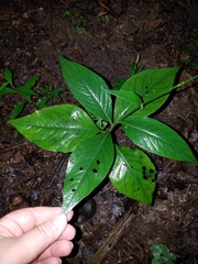 Persicaria virginiana