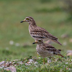 Burhinus indicus