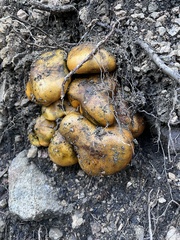 Tricholoma equestre
