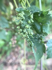 Daktulosphaira vitifoliae