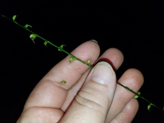 Persicaria virginiana