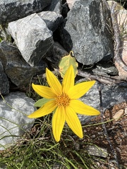 Helianthus annuus