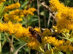 Eristalis