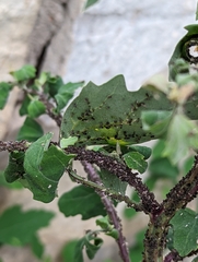 Ophraella communa